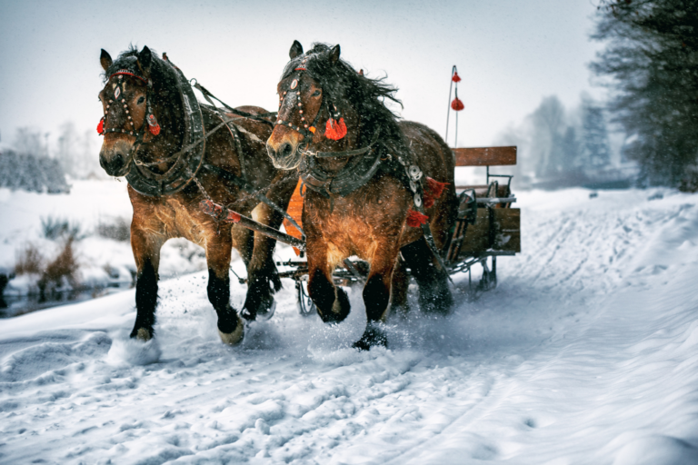 Sleigh Rides